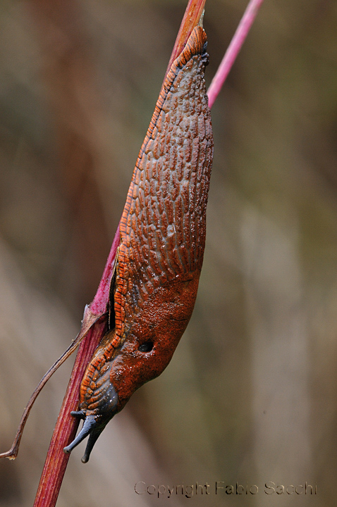 Gasteropode [Arion sp.]